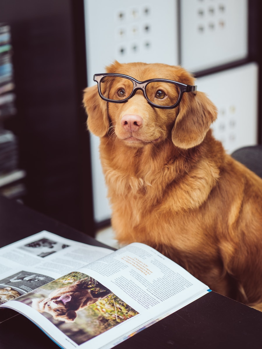 Photo by Jamie Street dog sitting in front of book